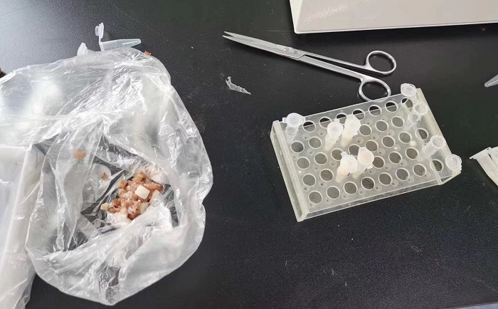 猪肉组织麻豆黄色电影前